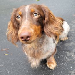Chip - Dachshund