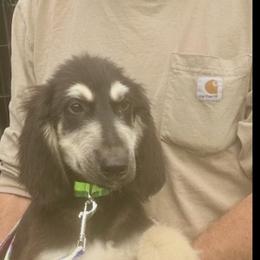 Puppy Boy 2 - Black and tan male Afghan Hound puppy in Carlisle, Pennsylvania from Winterberry Afghan Hounds