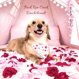 Allie - Dachshund