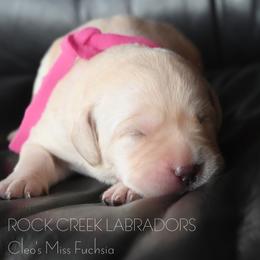 Female 1 Fuchsia - Yellow female Labrador Retriever puppy in Pasco, Washington from ROCK CREEK LABRADORS Pasco, WA