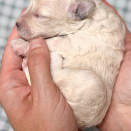 Stella - Cream female Poodle puppy in Cartersville, Georgia from Little Legacy Puppies