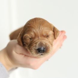 Purple - Red female Australian Labradoodle puppy in Williamstown, New York from Lewis Manor Labradoodles