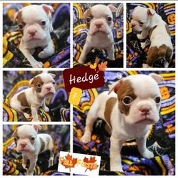 Hedge - Boston Terrier puppy in Boston, Massachusetts from Boston Collections