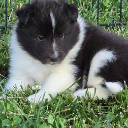 Luna - Black and white female Shetland Sheepdog puppy in Luray, Missouri from Krayola Shelties