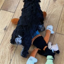 Miniature Schnauzer Puppies from Kani Miniature Schnauzers