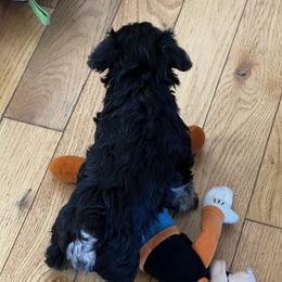 Miniature Schnauzer Puppies from Kani Miniature Schnauzers