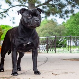 Staffordshire Bull Terriers from Theatric Staffords