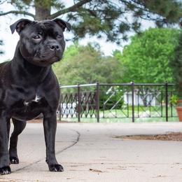 Staffordshire Bull Terriers from Theatric Staffords