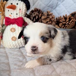 Comet - Blue merle male Toy Australian Shepherd puppy in Aurora, Missouri from Sweet Peach Puppies