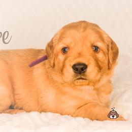 "Theodore from Goldie and Walter" Golden Retriever Puppies from Willowdale Puppies