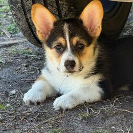 Lilo - Black and tan female Pembroke Welsh Corgi puppy in Saint Johns, Florida from Colebrooke Farm