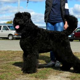 Ermak - Black Russian Terrier