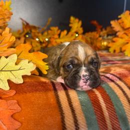 Girl 1 - Brindle female Boxer puppy in Prestonsburg, Kentucky from Bre’s Boxers