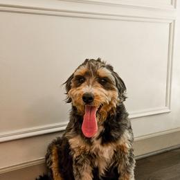 Stella - Bernedoodle