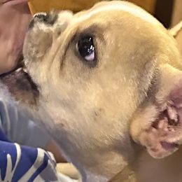 French Bulldog Puppies from Herell's French Bulldogs