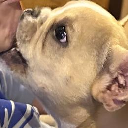 French Bulldog Puppies from Herell's French Bulldogs