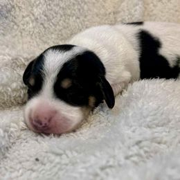 Pepper - Black and cream male Dachshund puppy in Browns Valley, California from Hidden Oaks Dachshunds