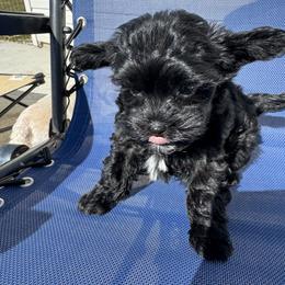 Jax - Black male Yorkipoo puppy in Cedar Springs, Michigan from Pridespoodles