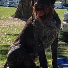 German Wirehaired Pointer Puppies from Backwoods Kennels