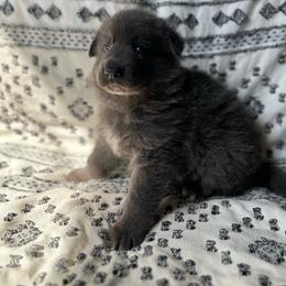 Light blue collar - Gray female German Shepherd puppy in Marion, Ohio from Legacy K9’s