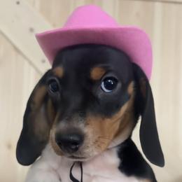 Dachshund Puppies from Pine & Pasture Dachshunds