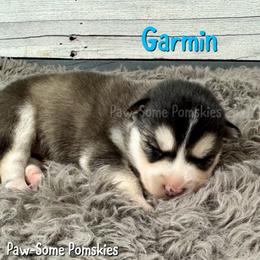 Garmin - Black and white male Pomsky puppy in Krum, Texas from Paw-Some Pomskies
