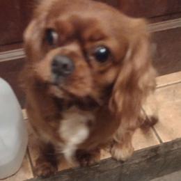 Lola - Cavalier King Charles Spaniel