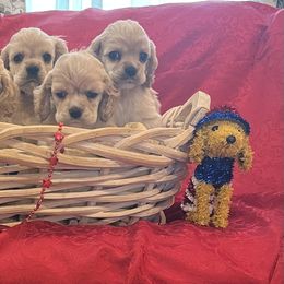 Cocker Spaniel Puppies from Bella Mia Cockers
