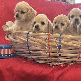 Cocker Spaniel Puppies from Bella Mia Cockers