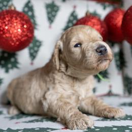 Zephyr - Cream male Poodle puppy in Spring Branch, Texas from Mezzo Poodles