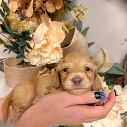 Toffee 4100 - Cream female Dachshund puppy in Mayville, Michigan from Teenie Little Hearts