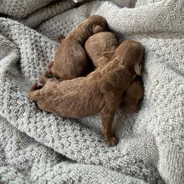 Shadow - Red  male Poodle puppy in Tampa, Florida from The Sweet Life of a Toy Poodle
