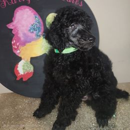 Adom - Black male Poodle puppy in Harrisonville, Missouri from Kurly Q Poodles