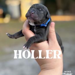 Holler - Blue male Catahoula Leopard Dog puppy in Okeechobee, Florida from Lazy 44 Catahoulas