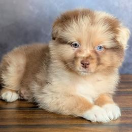 Fendi - Red merle female Australian Shepherd puppy in Fultonville, New York from Sandy Aussies, Mini Dachshunds & Pomeranians