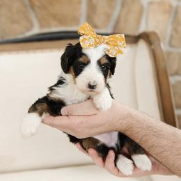 Demeter - No Collar Female - Tri-color female Bernedoodle puppy in Kamas, Utah from A + E Farms