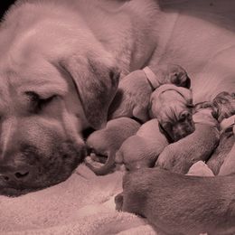 Anatolian Shepherd Dogs from Wild Rooster Family Farm
