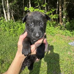 Red Boy 2 - Black sable male Belgian Malinois puppy in Orange, Texas from Tacti-Mal K9 Kennels