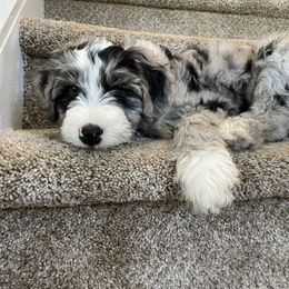 Aussiedoodle Puppies from Amour Aussiedoodles