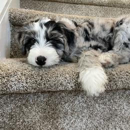 Aussiedoodle Puppies from Amour Aussiedoodles