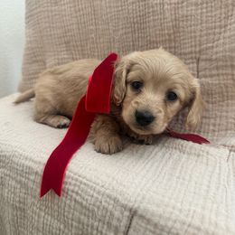 Owen - Cream male Dachshund puppy in Hope, Arkansas from Duckett Lane Dachshunds