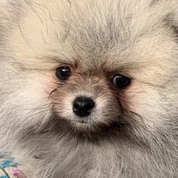 Pomeranians from Yanetta Pomeranians