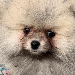 Pomeranians from Yanetta Pomeranians