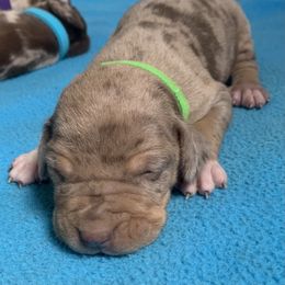 Green collar male - Red merle male Catahoula Leopard Dog puppy in Gadsden, Alabama from Rich Cat’s