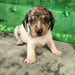 Bailey Brindle - Dapple female Dachshund puppy in Anaconda, Montana from Williams Family Dachshunds