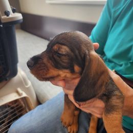 Dachshund Puppies from Two River Wirehaired Dachshunds
