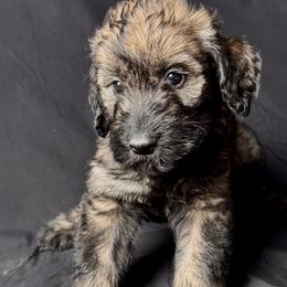 Pepper and salt, Girl 2 - Yellow Collar - Pepper and salt female Giant Schnauzer puppy in St George, Utah from Schnauzer Ranch