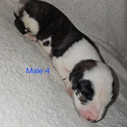 Male 4 - Brindle male Great Dane puppy in Mayfield, New York from Sacandaga Danes