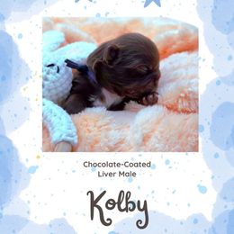 Kolby - Liver male Shih Tzu puppy in Richmond, Texas from Aleka Shih Tzu