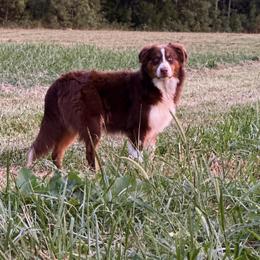 Wren - Australian Shepherd